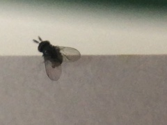 Cryptochetum iceryae