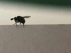 Cryptochetum iceryae