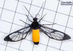 Cosmosoma stibosticta