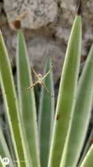 Argiope argentata