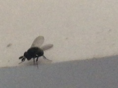 Cryptochetum iceryae