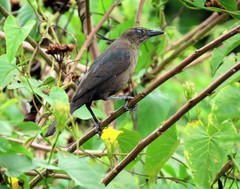Quiscalus lugubris