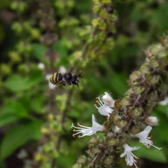 Apoidea
