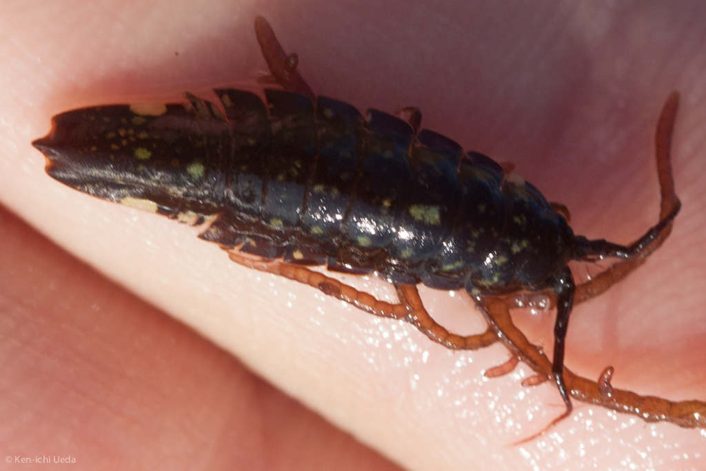 Baltic isopod
