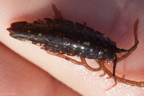 Baltic isopod