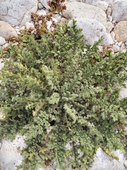 Hedosyne ambrosiifolia