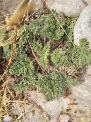 Hedosyne ambrosiifolia