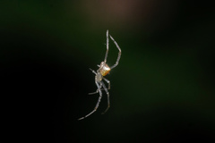 Thwaitesia margaritifera