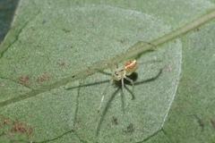 Thwaitesia margaritifera