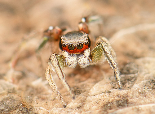 Habronattus pyrrithrix