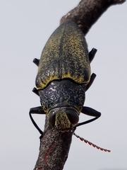 Gyascutus caelatus