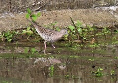 Columbina squammata