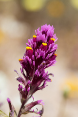 Castilleja exserta venusta