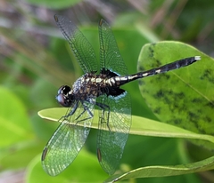 Erythrodiplax basalis