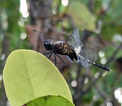 Erythrodiplax basalis