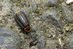 Pyrocoelia praetexta