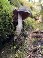 Cortinarius substriatus