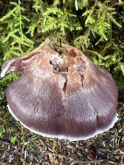 Cortinarius substriatus