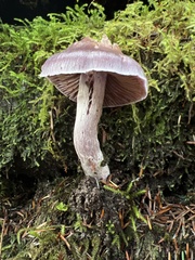 Cortinarius substriatus