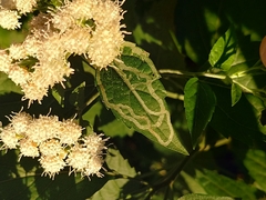 Pterygota
