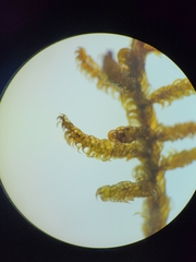 Scorpidium revolvens