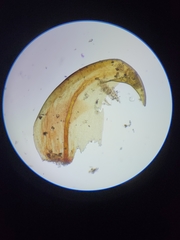 Scorpidium revolvens