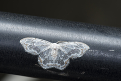 Auzatellodes arizana