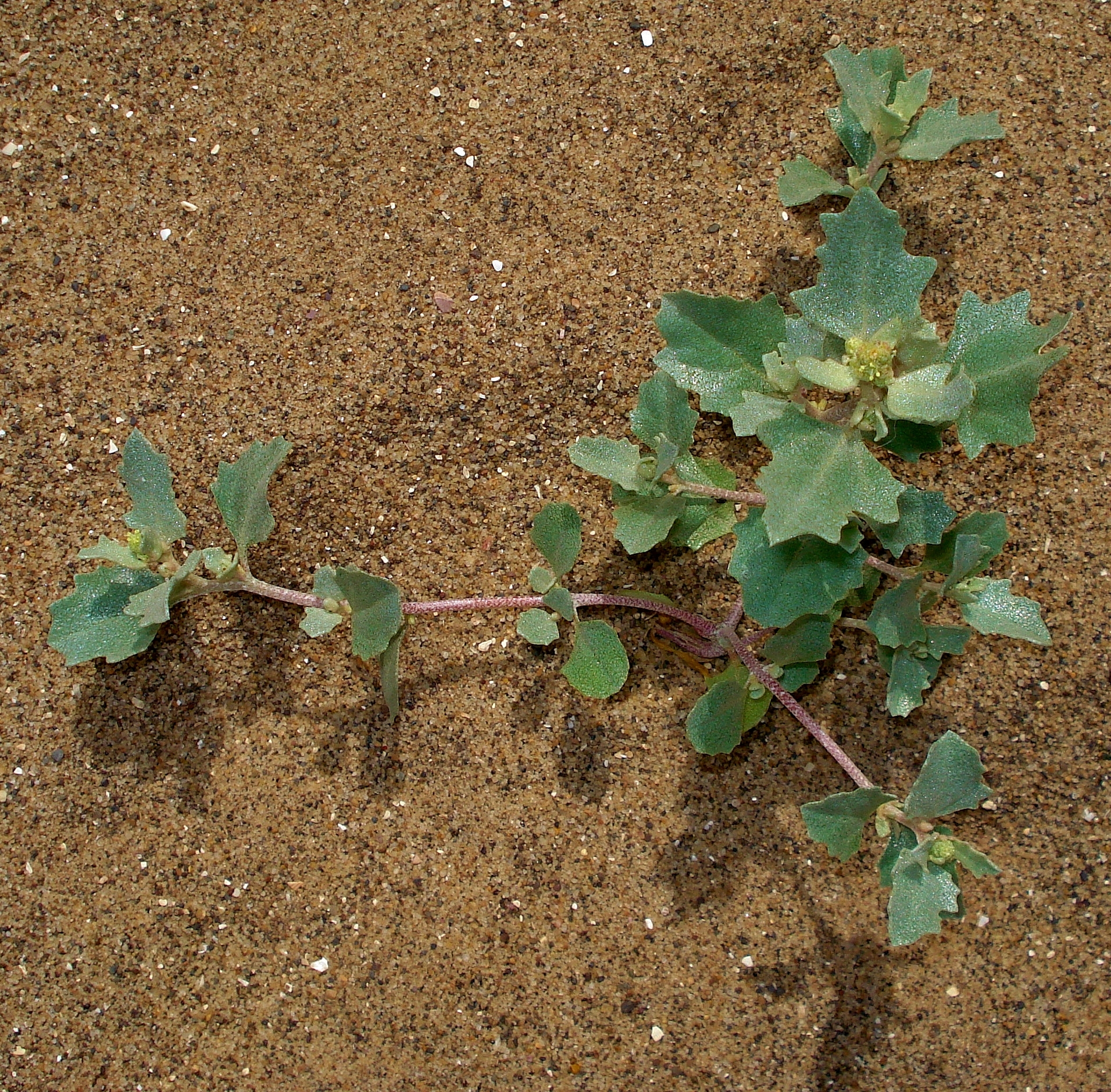 Atriplex laciniata