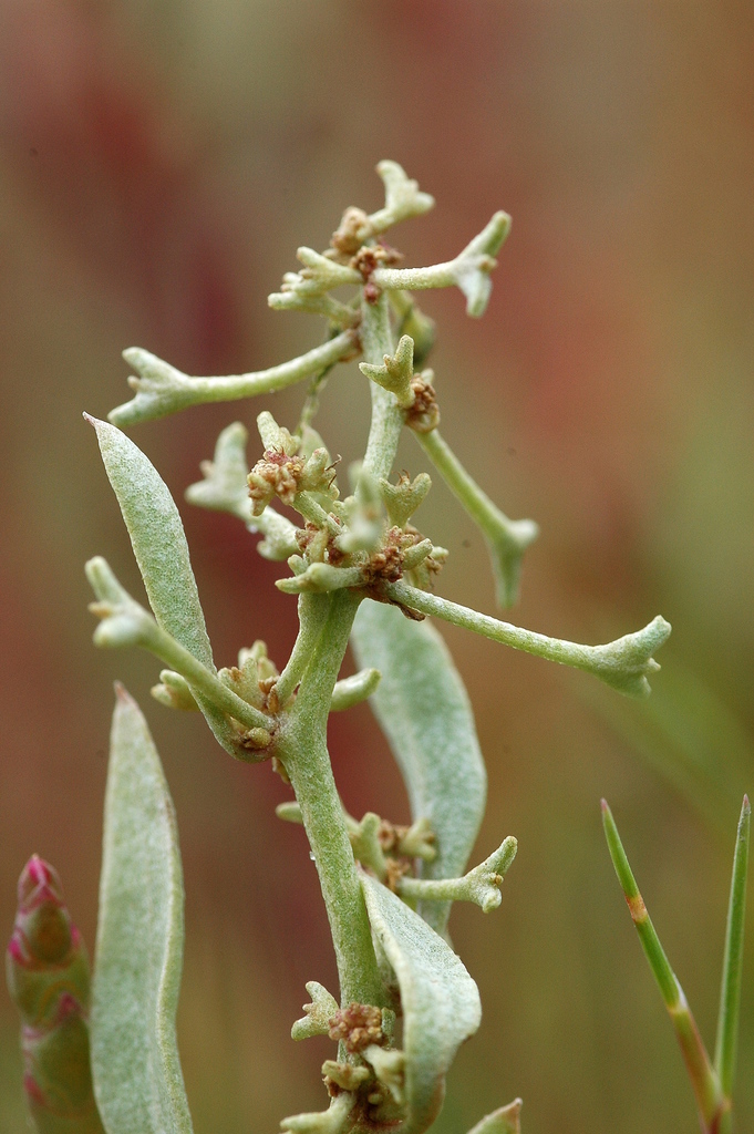 Pedunculate Sea-purslane