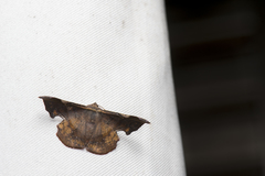 Fascellina chromataria
