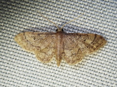 Idaea pervertipennis