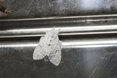 Cnethodonta grisescens