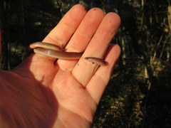Carphophis amoenus helenae