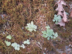 Sedum pulchellum