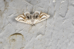 Musotima