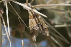 Noctueliopsis