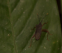 Leptoscelis elongator