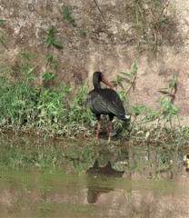 Phimosus infuscatus