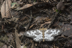 Percnia longitermen