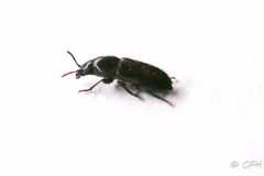 Dasytinae