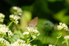 Deudorix epijarbas