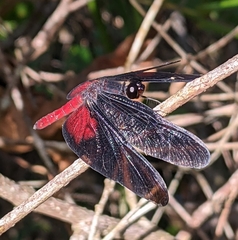 Diastatops pullata