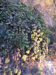 Aristolochia tomentosa