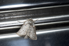 Macrobarasa xantholopha