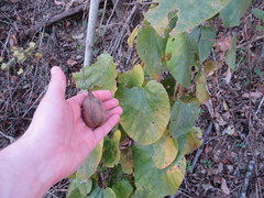 Aristolochia tomentosa