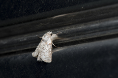 Macrobarasa xantholopha