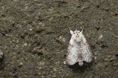 Macrobarasa xantholopha