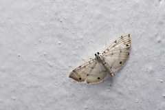 Pycnarmon cribrata