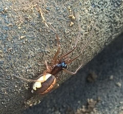 Pachygnatha autumnalis