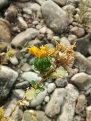 Grindelia oxylepis